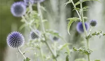 Kugeldistel