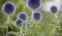 Kugeldistel