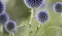 Kugeldistel