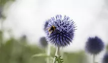 Kugeldistel