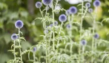 Kugeldistel