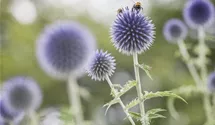 Kugeldistel