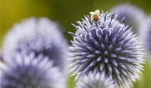 Kugeldistel