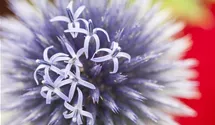 Kugeldistel