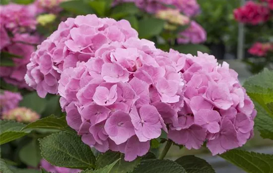 Hydrangea 'Forever & Ever'® Hydrangea 'Forever & Ever'®