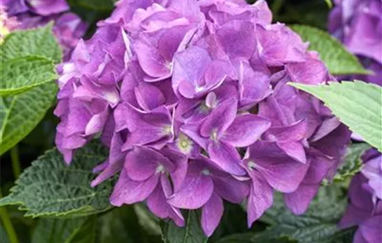Hydrangea 'Hovaria'® Hydrangea 'Hovaria'®