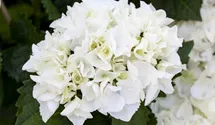 Bauernhortensie