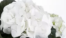 Bauernhortensie