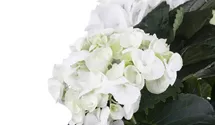 Bauernhortensie