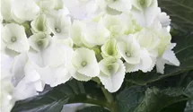 Bauernhortensie