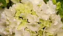 Bauernhortensie