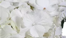 Bauernhortensie