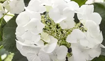 Bauernhortensie