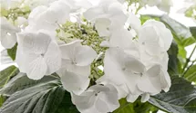Bauernhortensie