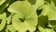 Fächerblattbaum 'Mariken'