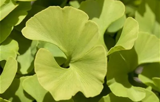 Ginkgo biloba 'Mariken' Ginkgo biloba 'Mariken'