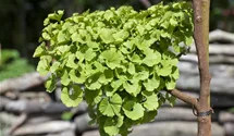 Fächerblattbaum 'Mariken'