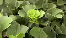 Fächerblattbaum 'Mariken'