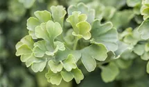 Fächerblattbaum 'Mariken'