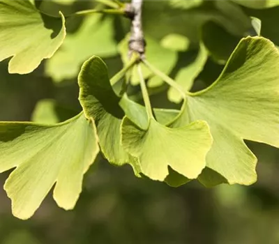 Ginkgo biloba 'Menhir'® Ginkgo biloba 'Menhir'®