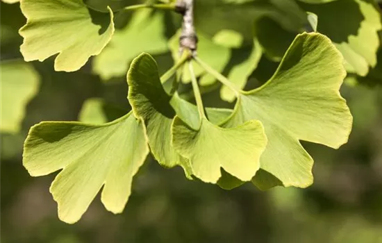 Ginkgo biloba 'Menhir'® Ginkgo biloba 'Menhir'®