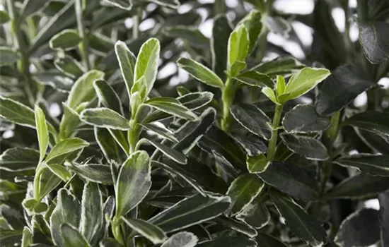 Euonymus japonicus Euonymus japonicus