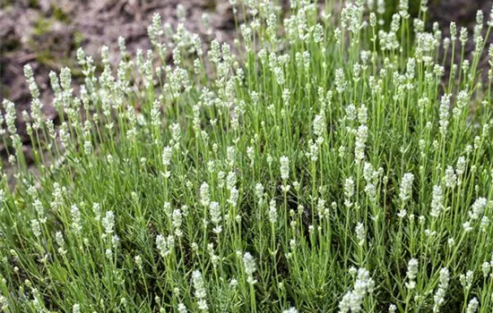 Lavandula angustifolia, weiß Lavandula angustifolia, weiß