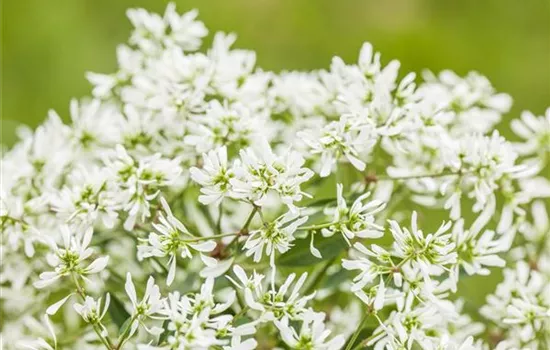 Euphorbia hypericifolia 'Diamond Frost'(s) Euphorbia hypericifolia 'Diamond Frost'(s)