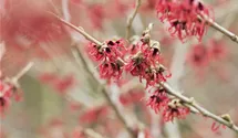 Chinesische Zaubernuss