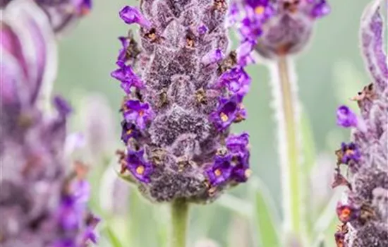 Lavandula stoechas 'Anouk' Lavandula stoechas 'Anouk'
