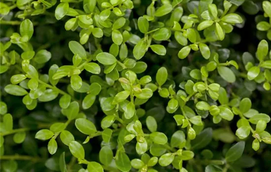 Ilex crenata 'Buxilex'® Ilex crenata 'Buxilex'®