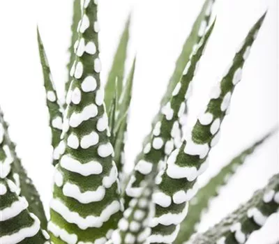 Haworthia fasciata Haworthia fasciata