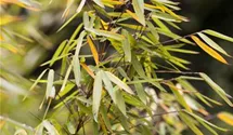Gartenbambus 'Jiuzhaigou 1'