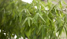 Gartenbambus 'Jiuzhaigou 1'