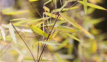 Gartenbambus 'Jiuzhaigou 1'