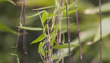 Gartenbambus 'Jiuzhaigou 1'