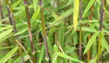 Gartenbambus 'Jiuzhaigou 1'