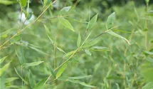 Gartenbambus 'Jumbo'