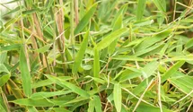 Gartenbambus 'Jumbo'