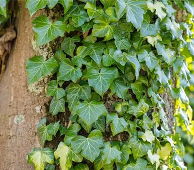 Hedera helix Hedera helix