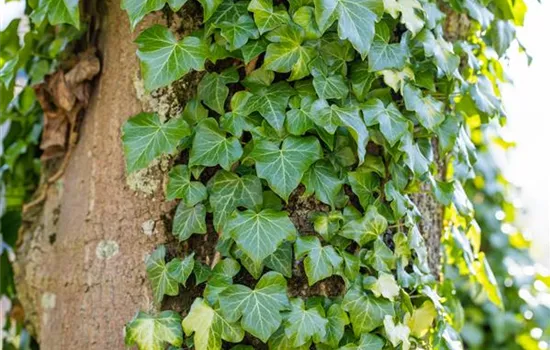 Hedera helix Hedera helix