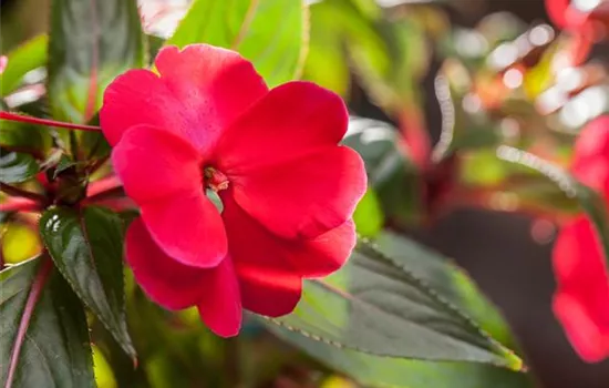 Impatiens neuguinea, rot Impatiens neuguinea, rot