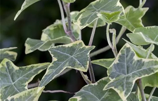 Hedera helix 'Little Diamond' Hedera helix 'Little Diamond'
