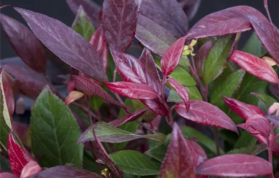 Leucothoe walteri 'Scarletta'®
