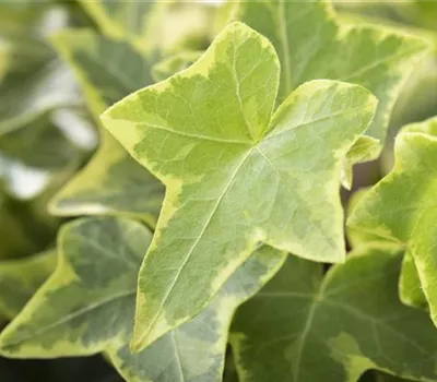 Hedera helix, gelb-grün Hedera helix, gelb-grün