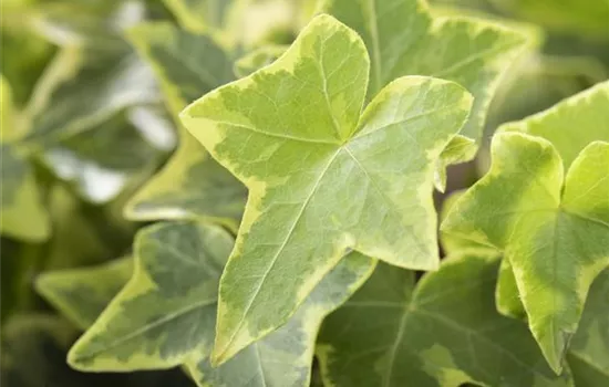 Hedera helix, gelb-grün