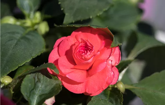 Impatiens walleriana, gefüllt Impatiens walleriana, gefüllt