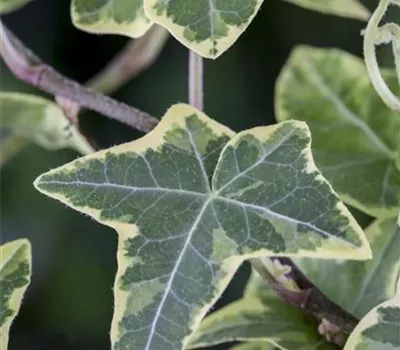 Hedera helix, grün-weiß Hedera helix, grün-weiß