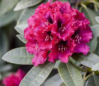 INKARHO® Rhododendron INKARHO® Rhododendron