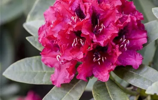 INKARHO® Rhododendron INKARHO® Rhododendron